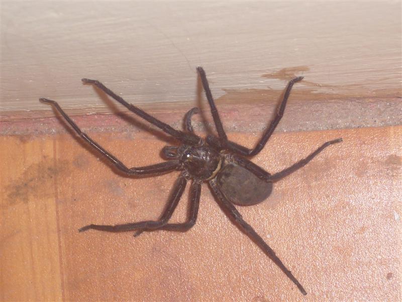A spider about 10cm across shared the flat with us.